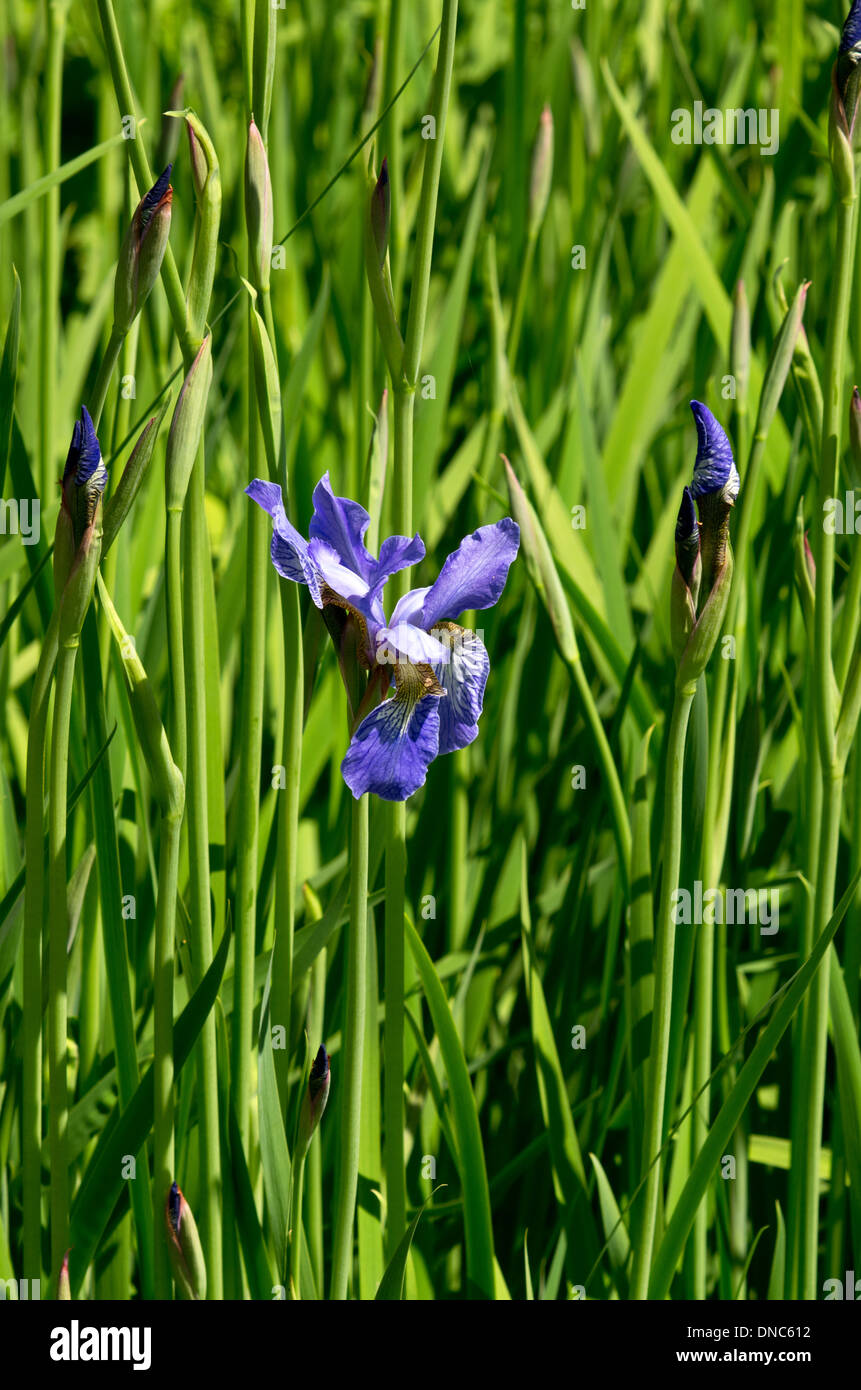 Iris Sibirica Perrys Blue Stock Photo