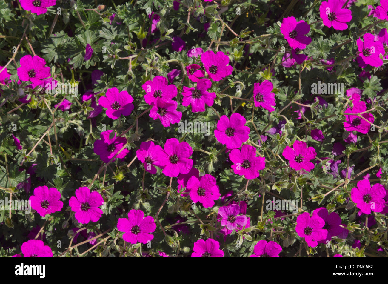 Geranium subcaulescens Giuseppii Stock Photo