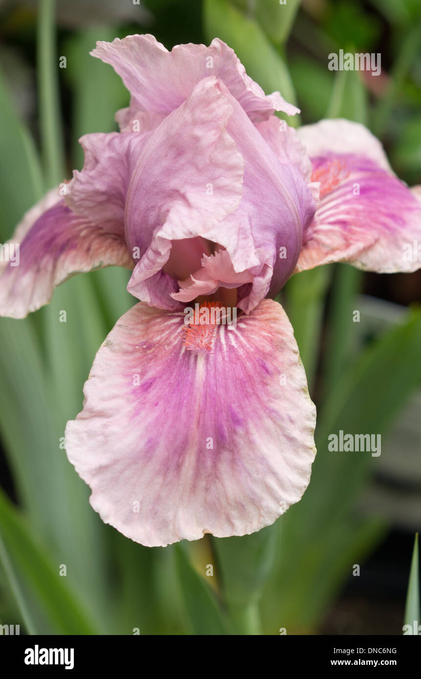 Iris Raspberry Blush Stock Photo