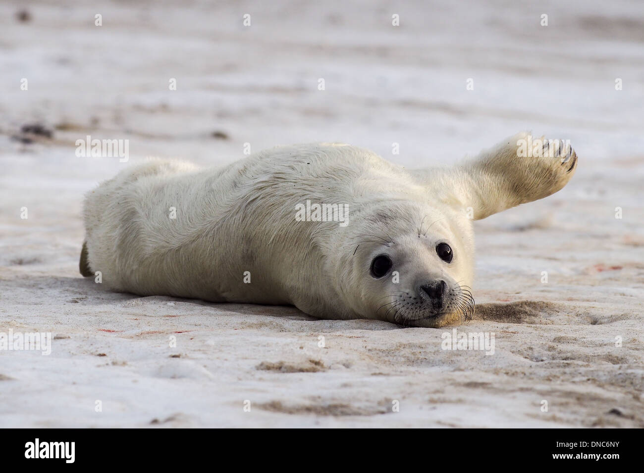 Grey seals are big animals. Щенок серого тюленя. Серый тюлень ждёт