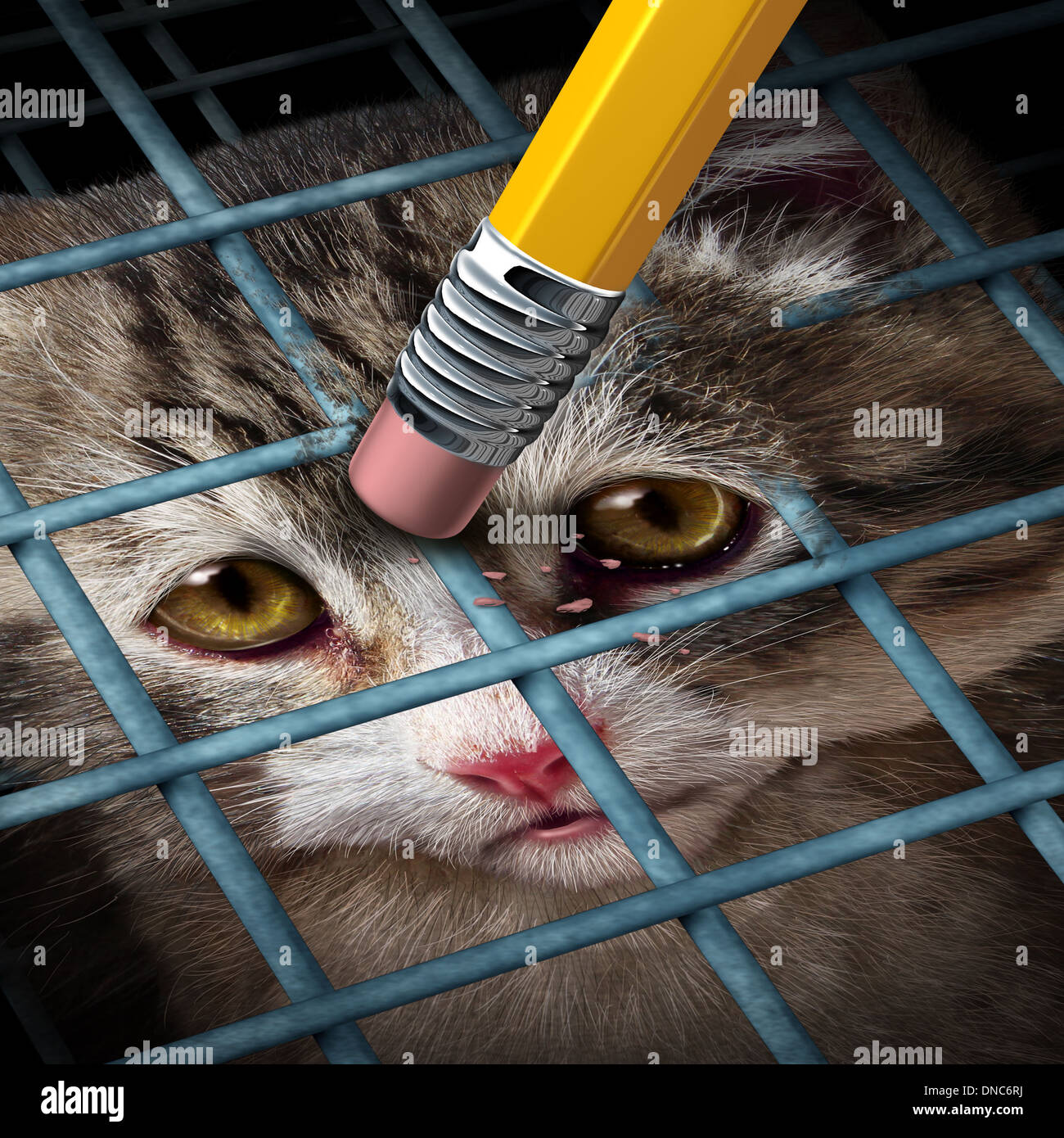 Animal adoption concept and rights as a kitten behind a cage being erased by a yellow pencil eraser as a hope metaphor for adopting pets from a shelter giving freedom to caged orphaned cats and dogs. Stock Photo