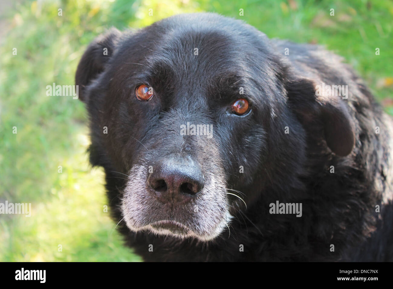 The head of a big black dog breed Newfoundland closeup against the green grass. Stock Photo