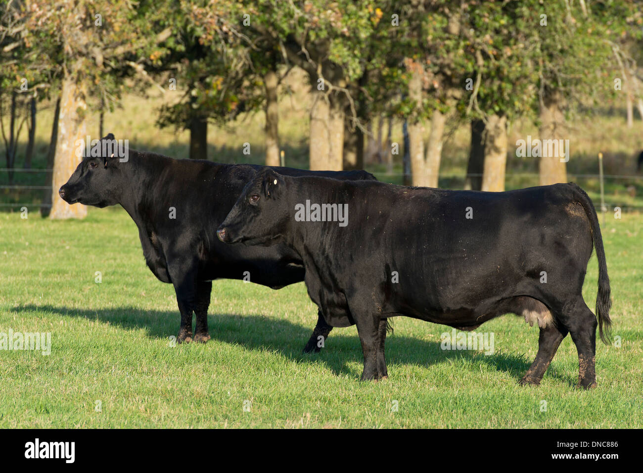 Black Angus Cattle Stock Photo Alamy