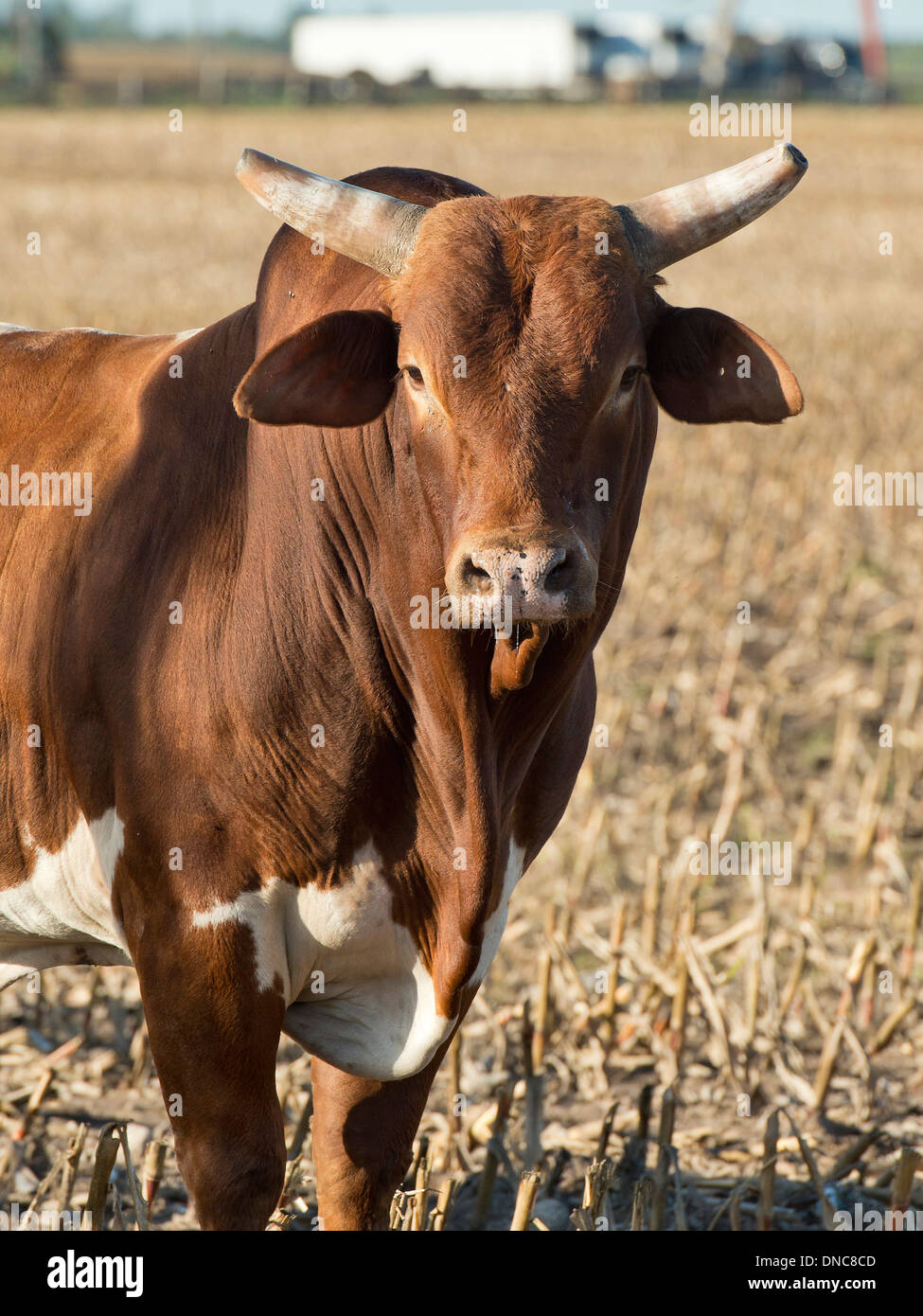 Large Mean Bull Stock Photo Alamy