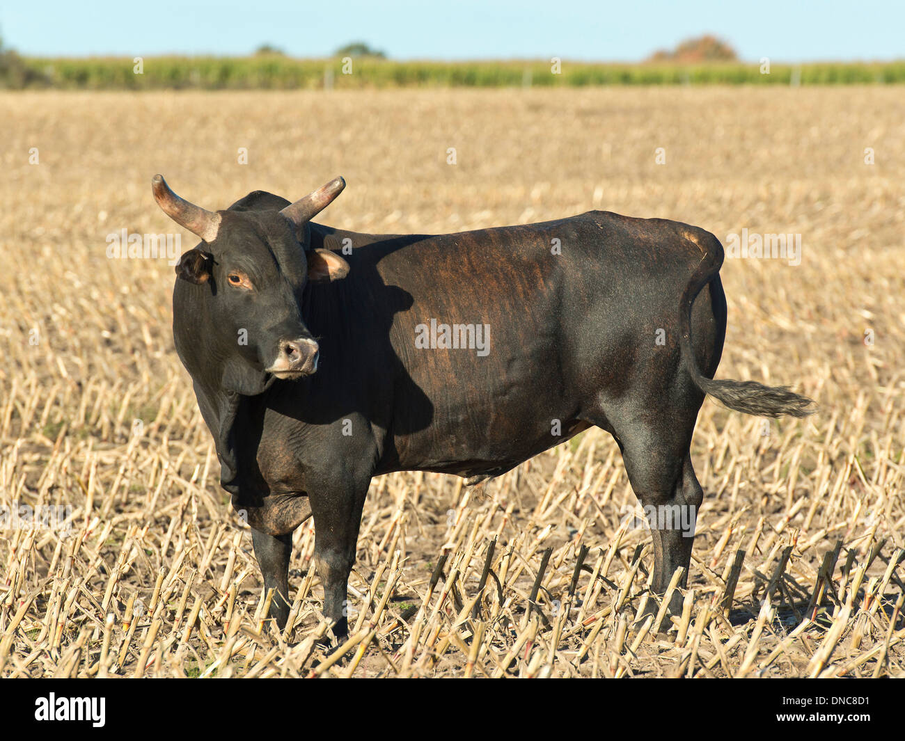 Mean Bull High Resolution Stock Photography and Images Alamy