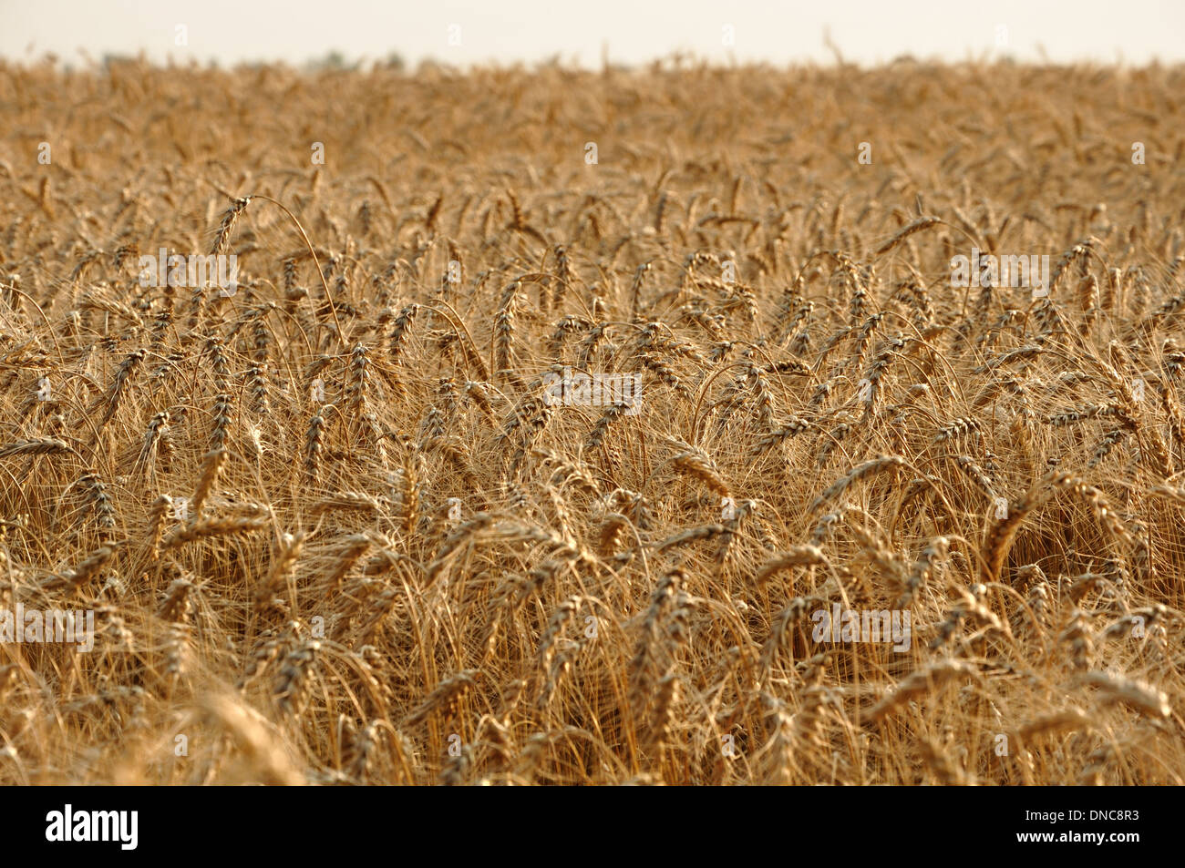 Field of golden ripe wheat Stock Photo