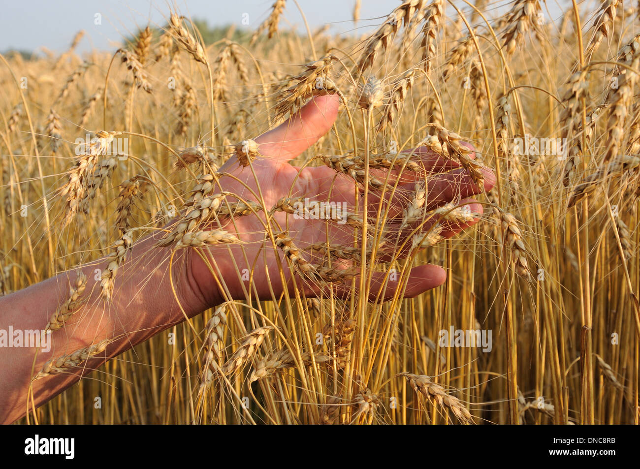 A hand touching golden ripe wheat Stock Photo