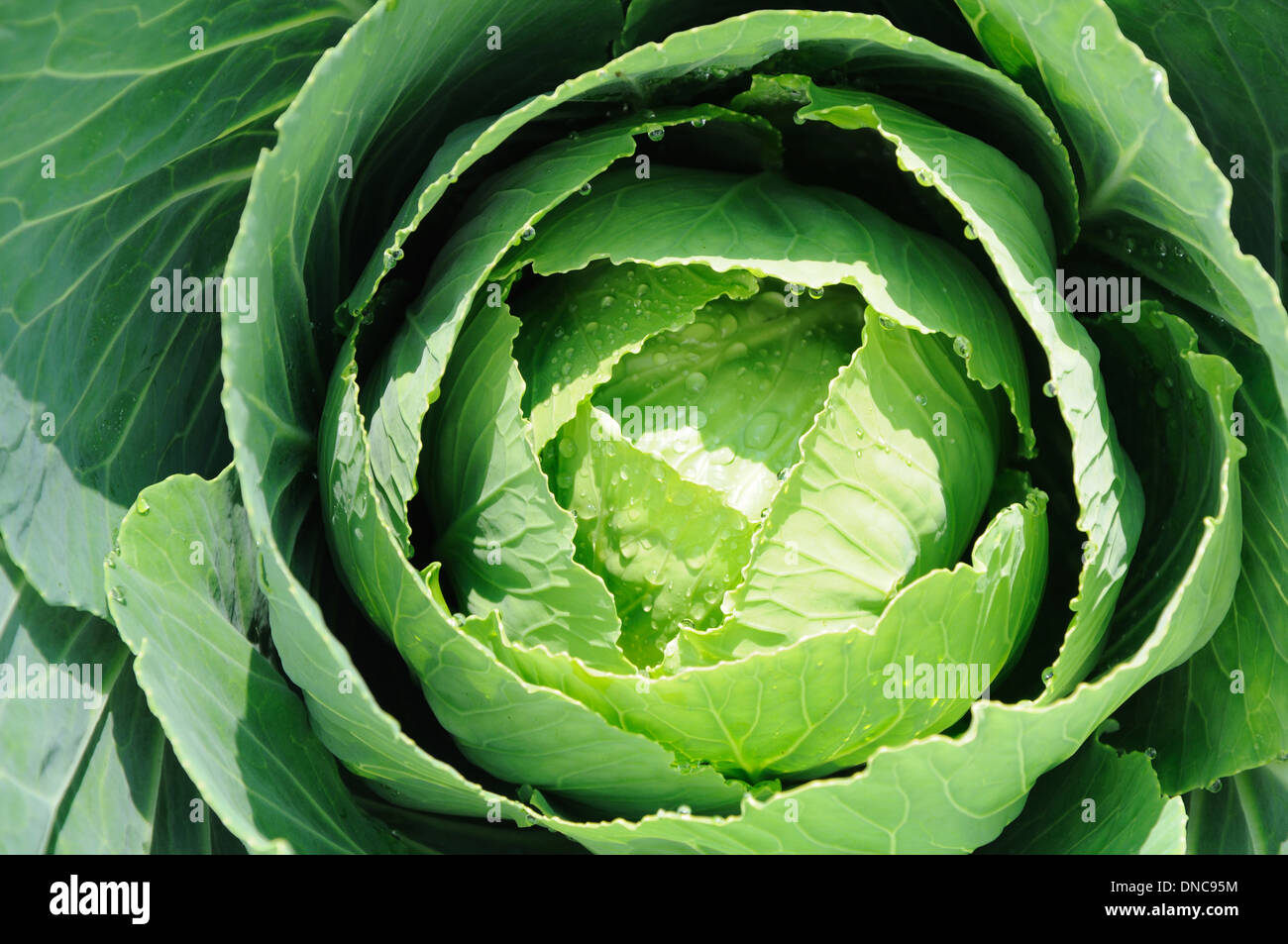 green cabbage with rain drops in sun light Stock Photo