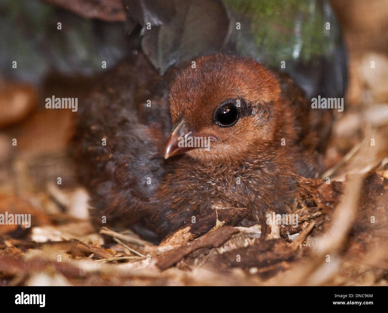 Crested Wood Partridge / Roul Roul Partridge chick (rollulus rouloul