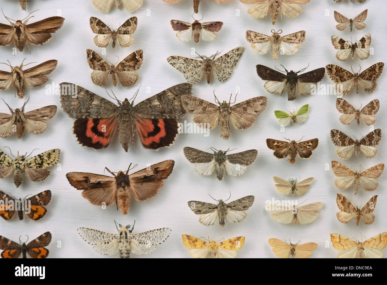 Identify British Butterflies Wildlife Trust For Beds, Cambs, 40% OFF