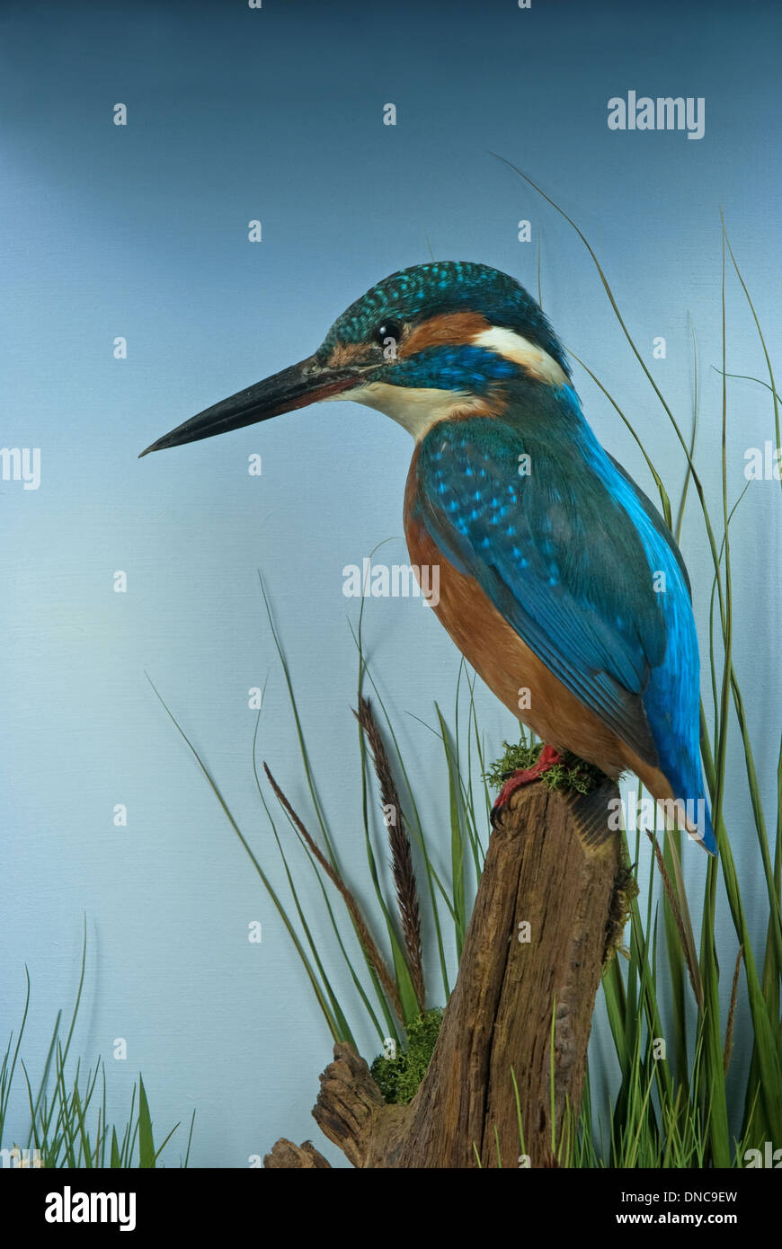 A taxidermically mounted European Kingfisher (Alcedo atthis ispida) set amongst preserved background Stock Photo