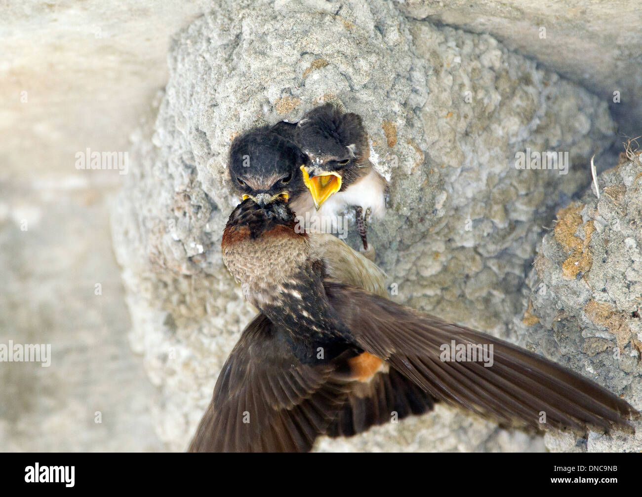 Swallow nest hires stock photography and images Alamy