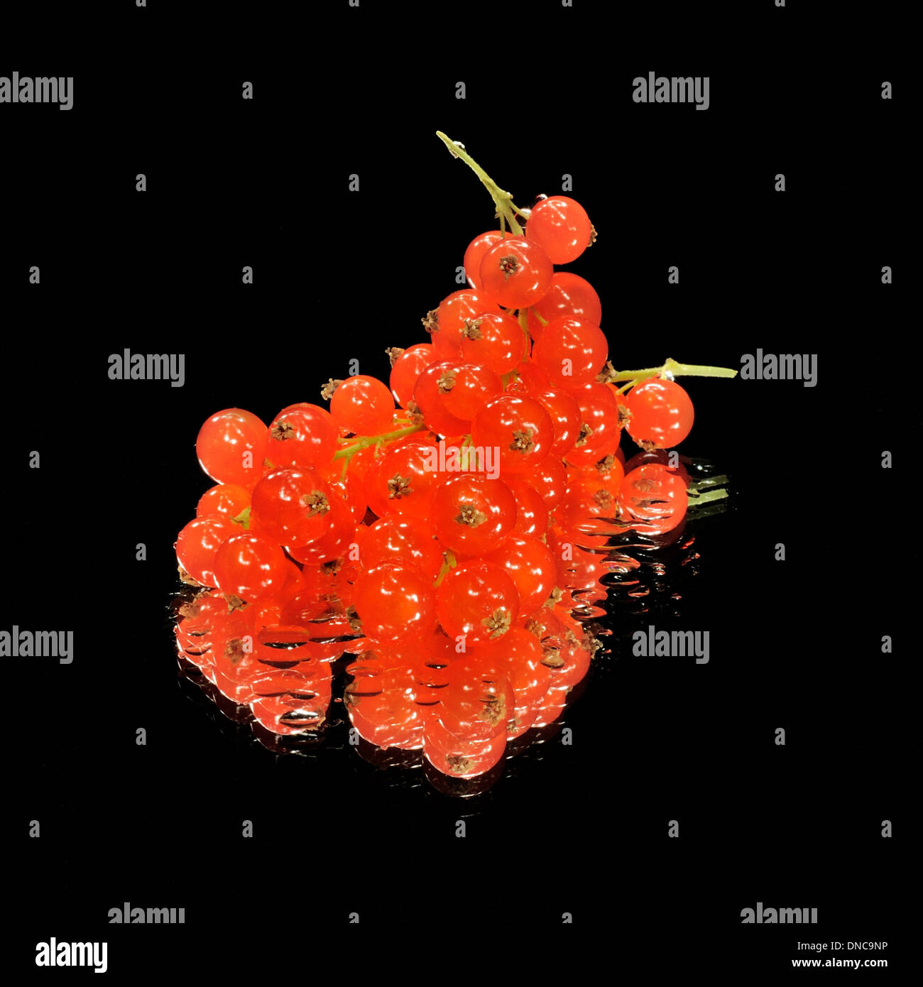 Redcurrant fruit black background mirror. Healt Benefits. Ribes rubrum Stock Photo