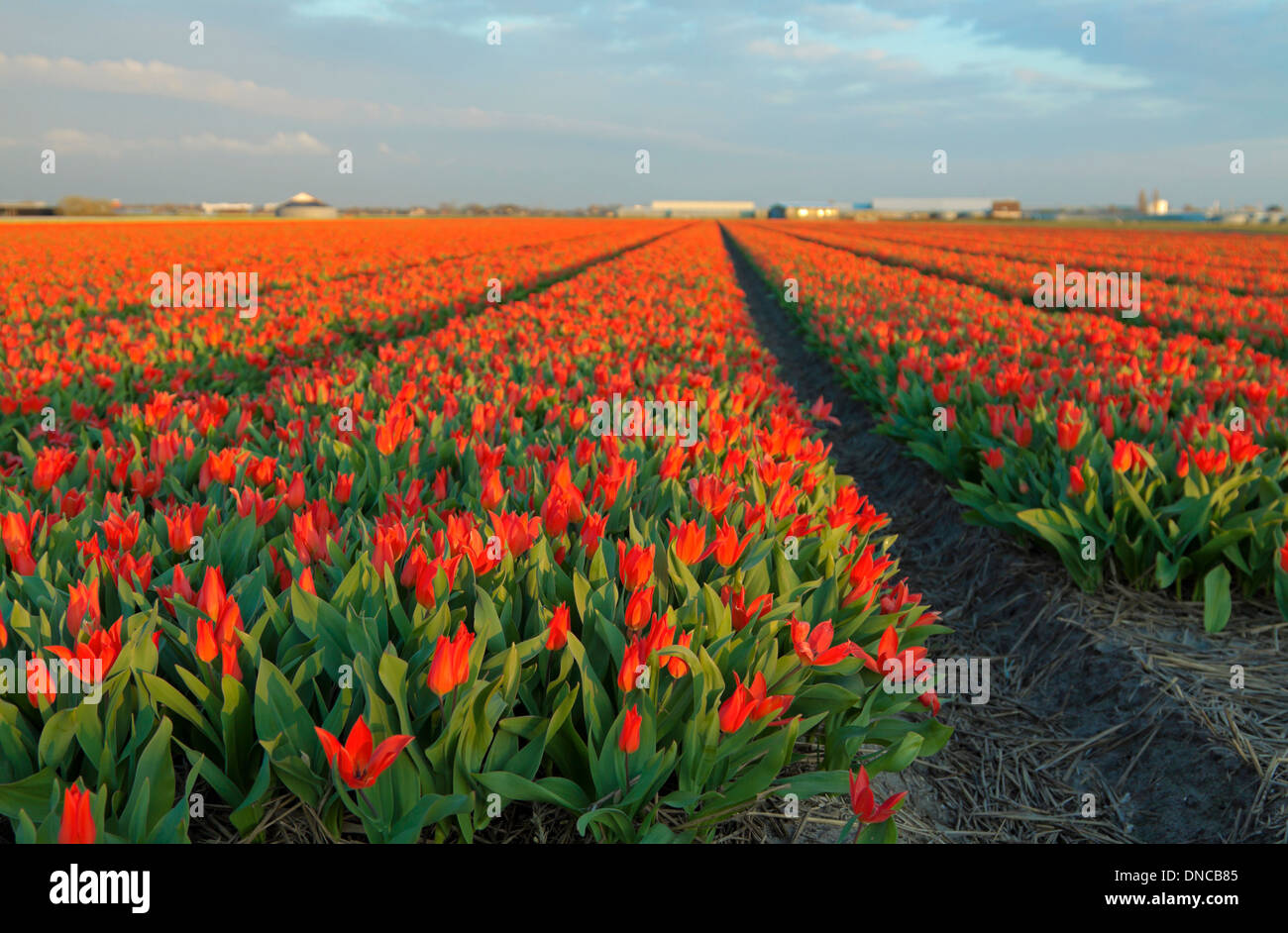 Spring time in The Netherlands: Colorful fields of red tulips at dusk, Noordwijk, South Holland. Stock Photo