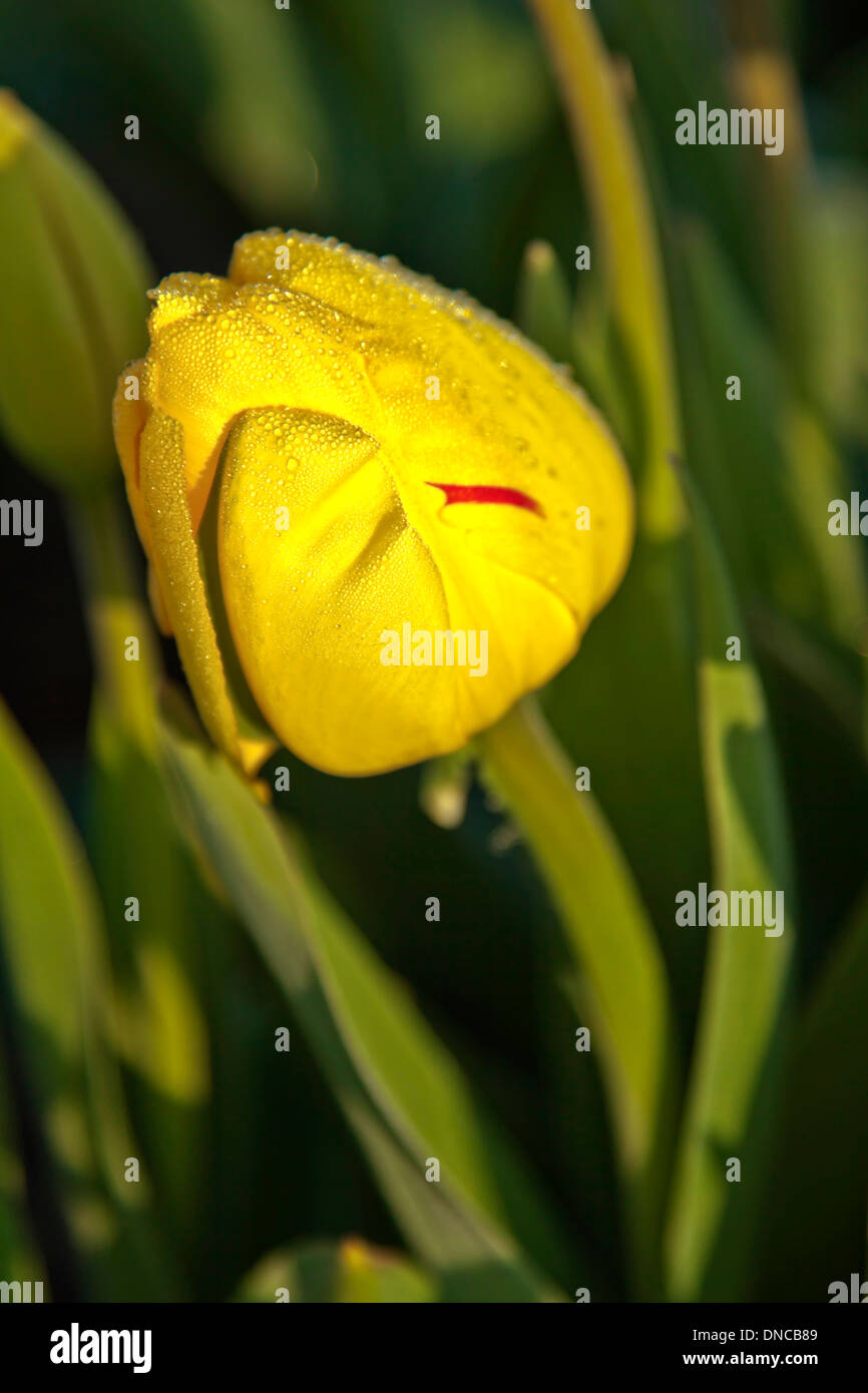 Spring in The Netherlands: Drops of water on a yellow tulip, Noordwijk, South Holland. Stock Photo