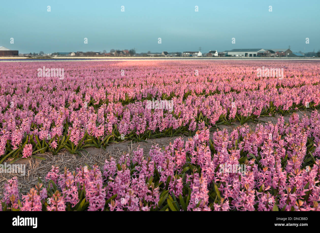 Pink hyacinths blooming at full peak, catching the light of the setting sun, Sassenheim, South Holland, The Netherlands. Stock Photo
