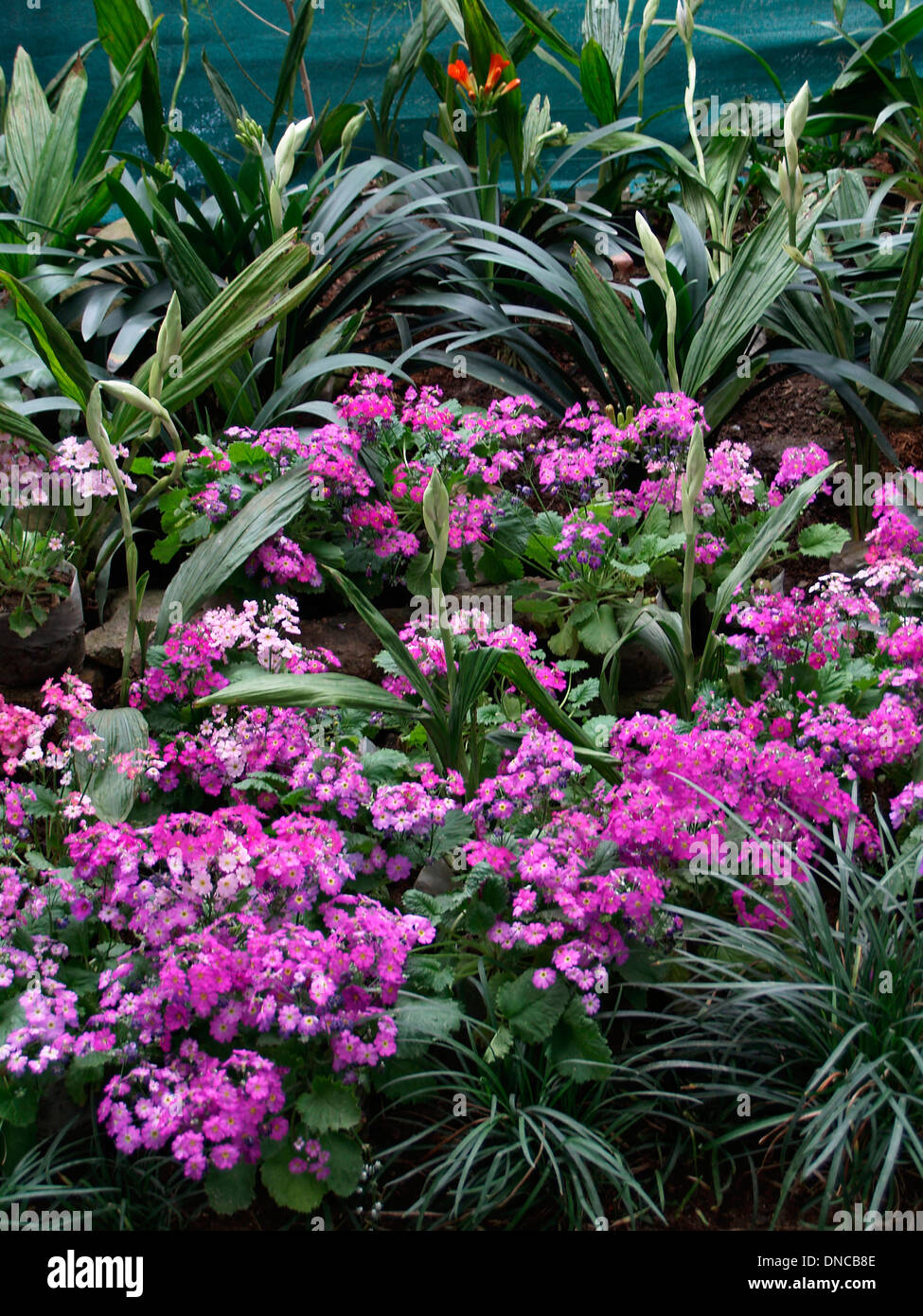 Flowers at the Orchid Festival,Gangtok,Sikkim Stock Photo