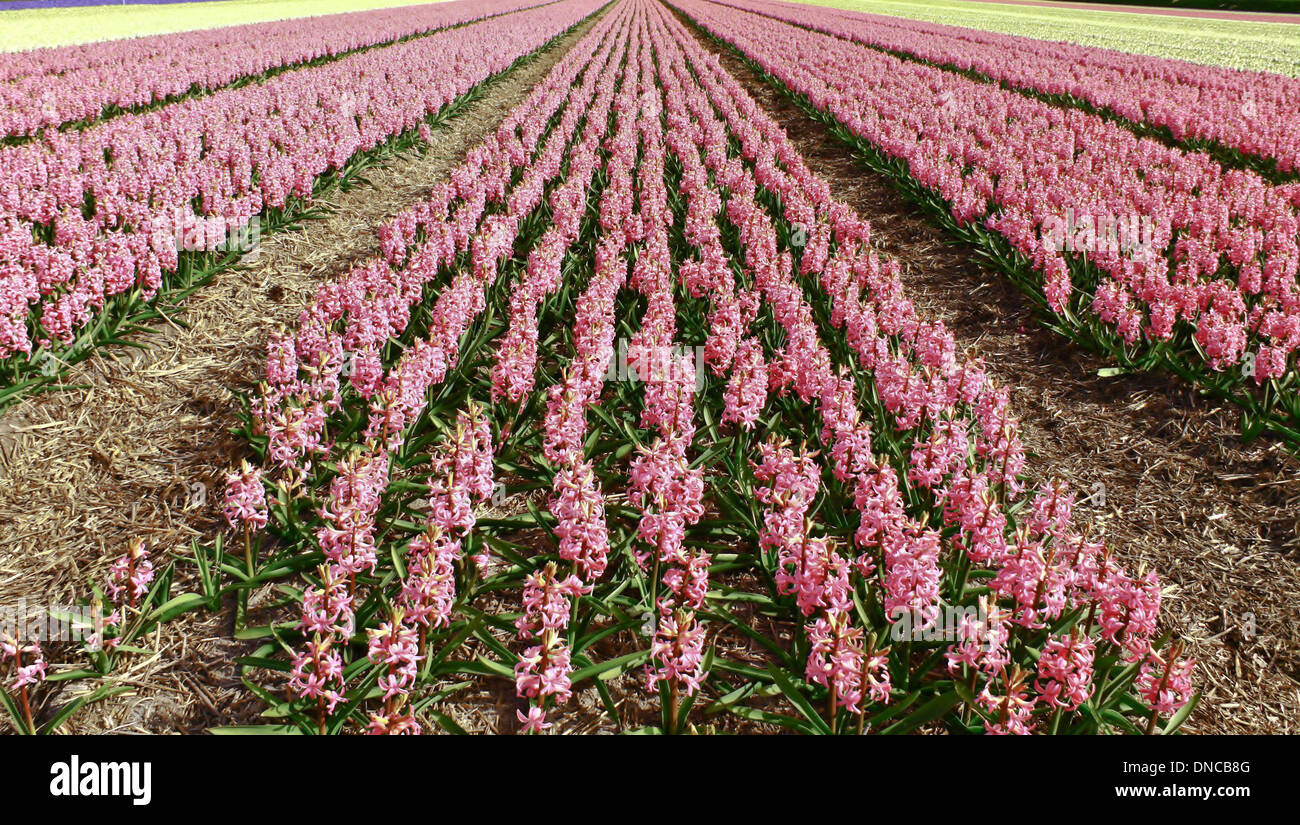 Spring time: Wide angle view of colorful hyacinths, Noordwijkerhout, South Holland, The Netherlands Stock Photo
