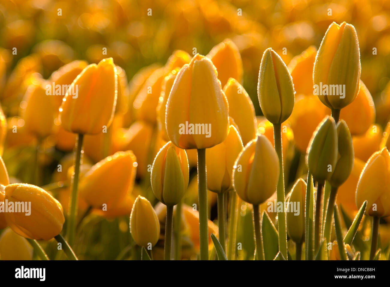 Hundreds of yellow tulips at dawn, covered by a thin layer of frost, at Noordwijk, South Holland, The Netherlands. Stock Photo