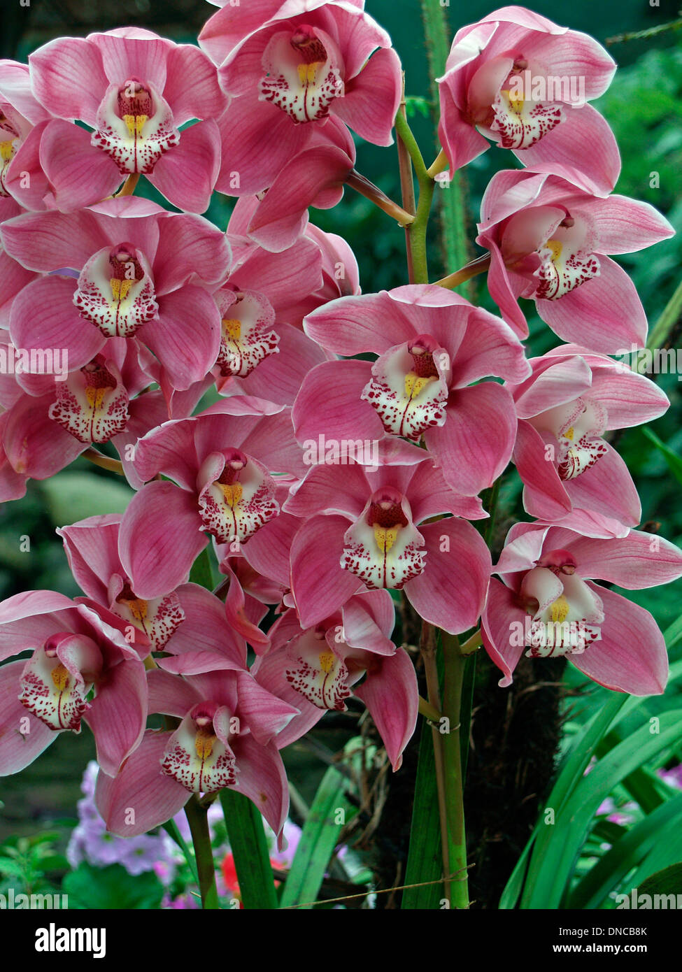 Orcids at the Orchid Festival in Gangtok,Sikkim Stock Photo
