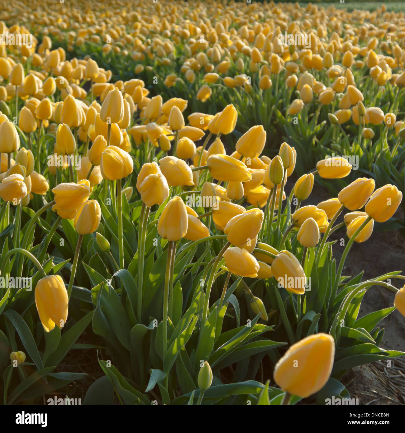 Flowering yellow tulips at Noordwijk, South Holland,The Netherlands. Spring colors and a colorful vista. Stock Photo