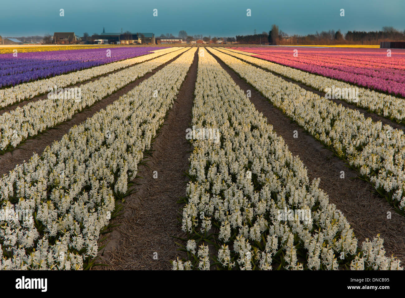 Colorful hyacinths blooming at full peak, catching the light of the setting sun, Sassenheim, South Holland, The Netherlands. Stock Photo