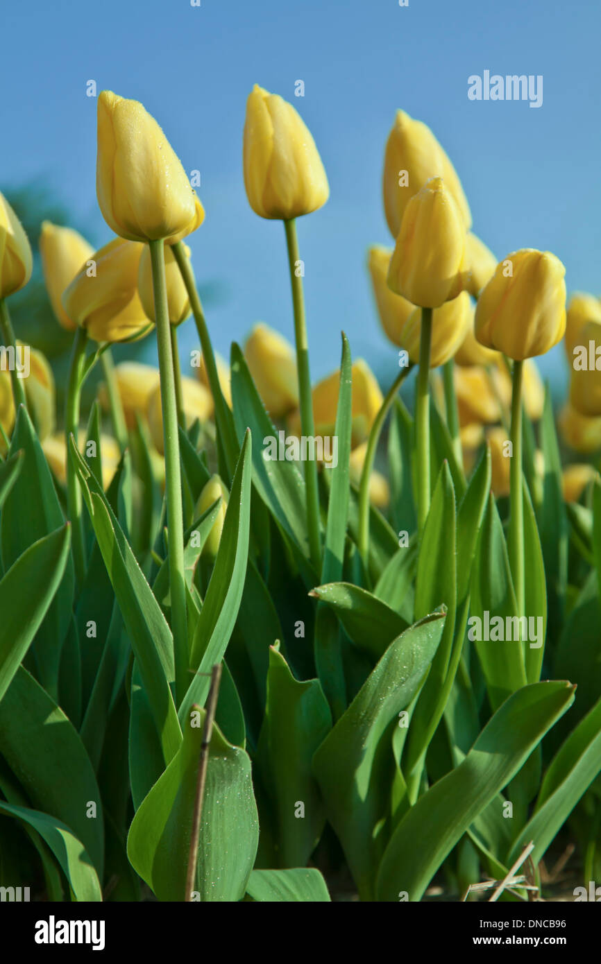 Spring in The Netherlands: Colorful yellow tulips on a clear blue day, Noordwijk, South Holland. Stock Photo