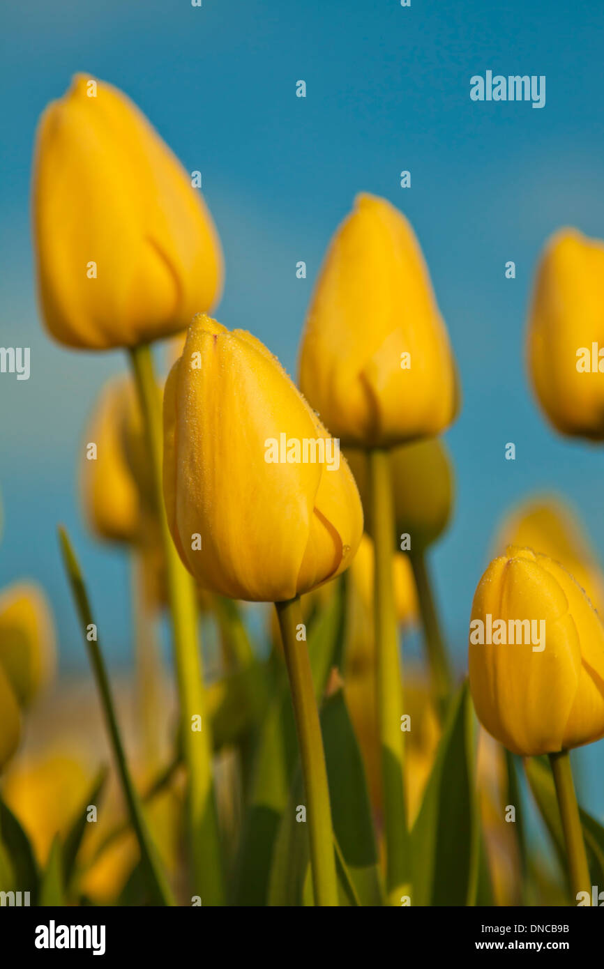 Spring in The Netherlands: Colorful yellow tulips on a clear blue day, Noordwijk, South Holland. Stock Photo