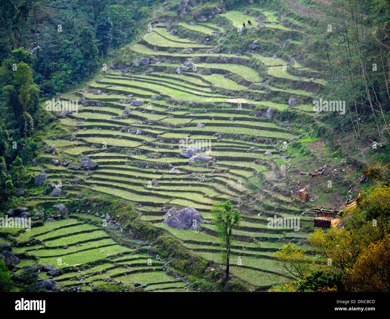 An aerial view of the terraces of Sikkim Stock Photo