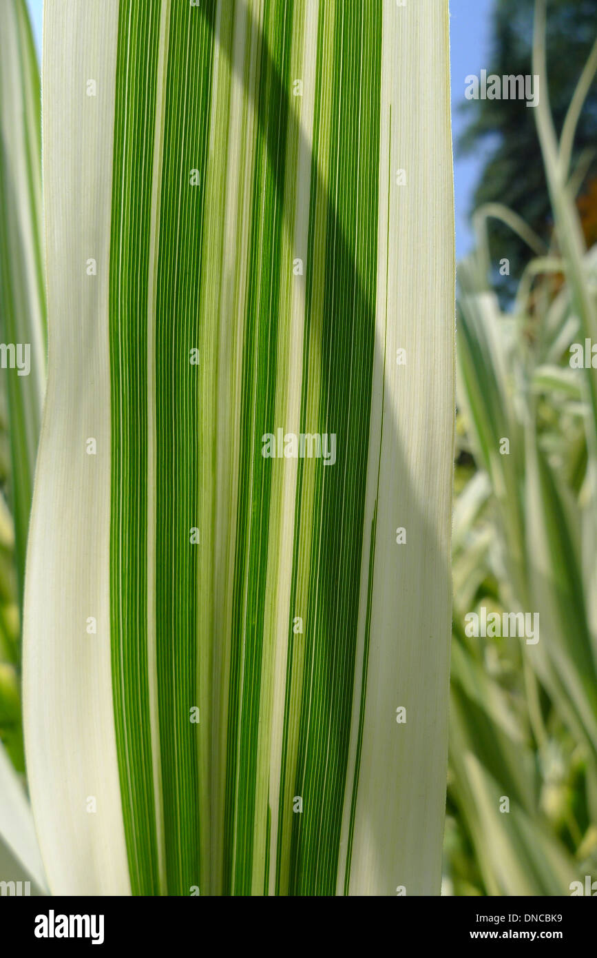 Leaf detail of Arundo donax variegata also known as giant cane. Stock Photo