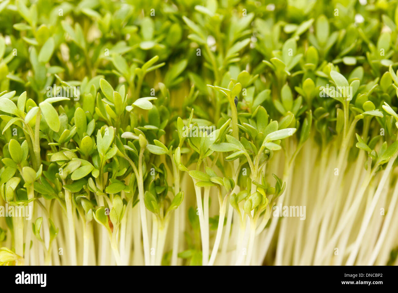 Close-up of biological garden cress Stock Photo - Alamy