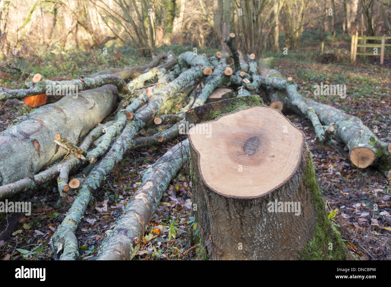 Ash trees felled after being infected by Ash dieback 'Chalara fraxinea' in a British woodland, Worcestershire, England, UK Stock Photo