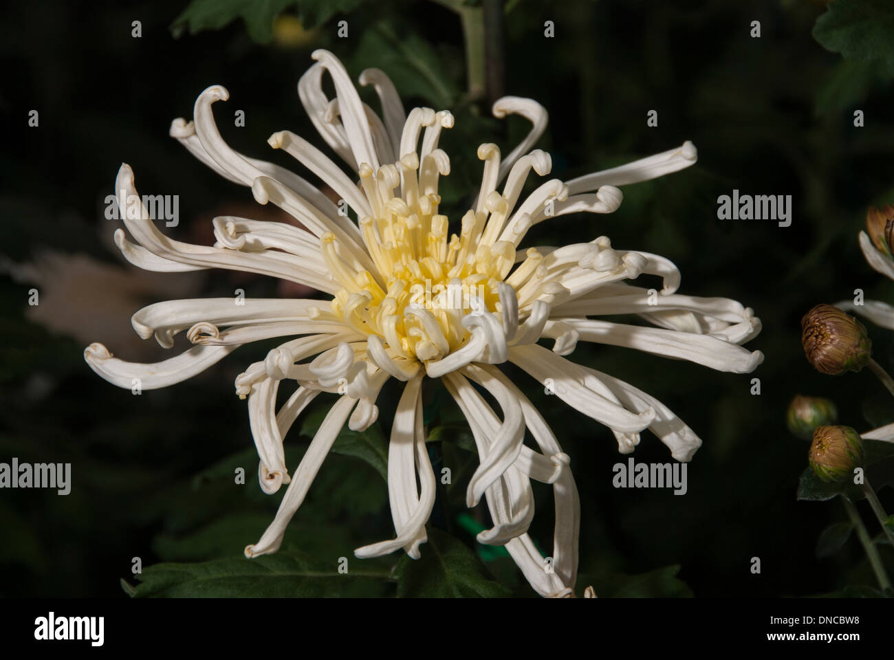 White and yellow spider chrysanthemum Stock Photo