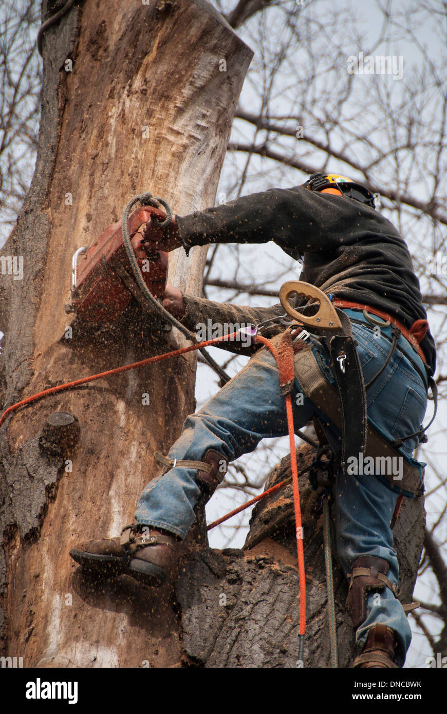 An professional urban aborist and  tree surgeon is secured on a tree to use a chainsaw to remove a large diseased oak tree in Toronto Ontario backyard Stock Photo