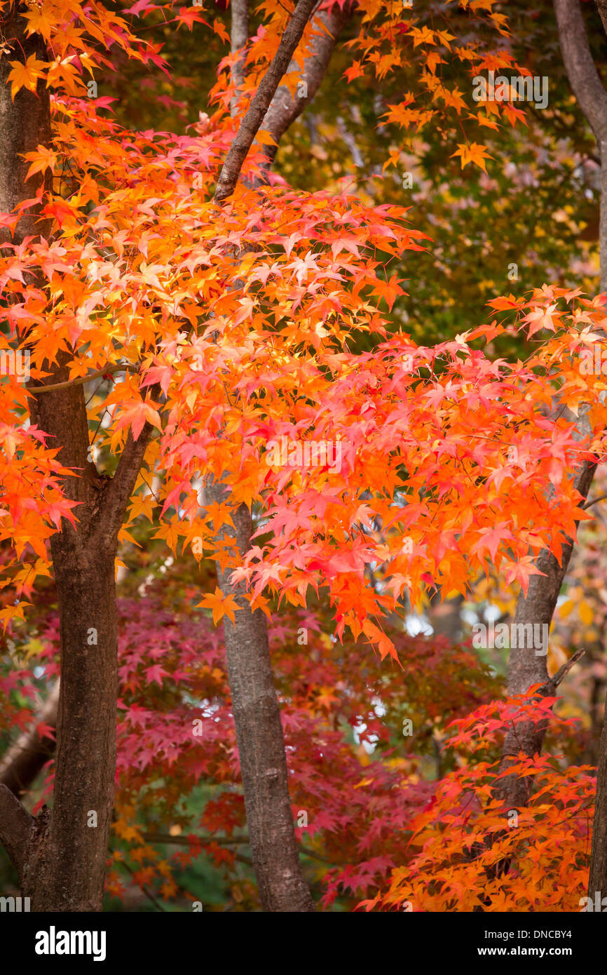 Korean maple trees (Acer pseudosieboldianum) displaying autumn colors - Gyeongju, South Korea Stock Photo