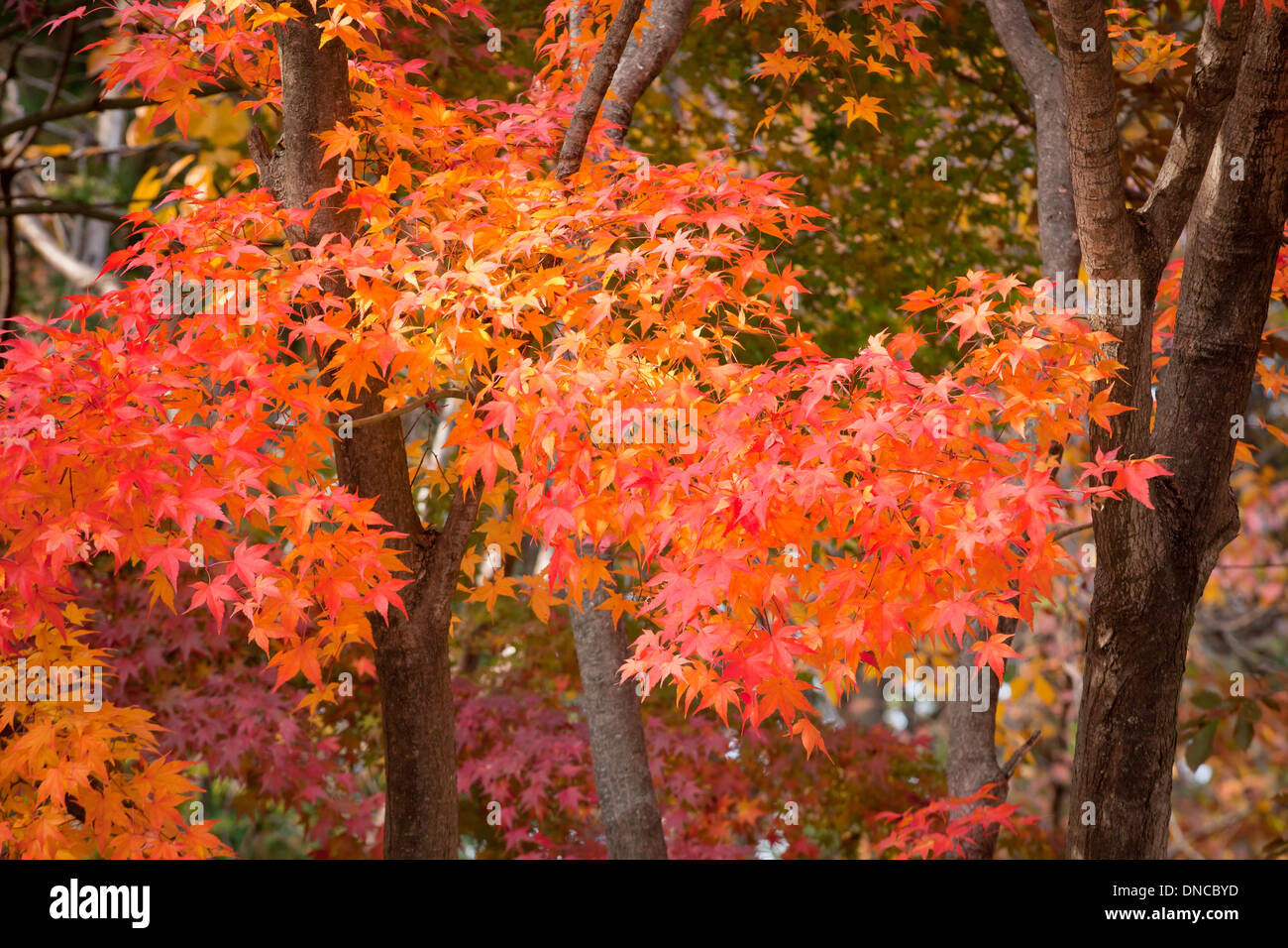 Korean maple trees (Acer pseudosieboldianum) displaying autumn colors - Gyeongju, South Korea Stock Photo