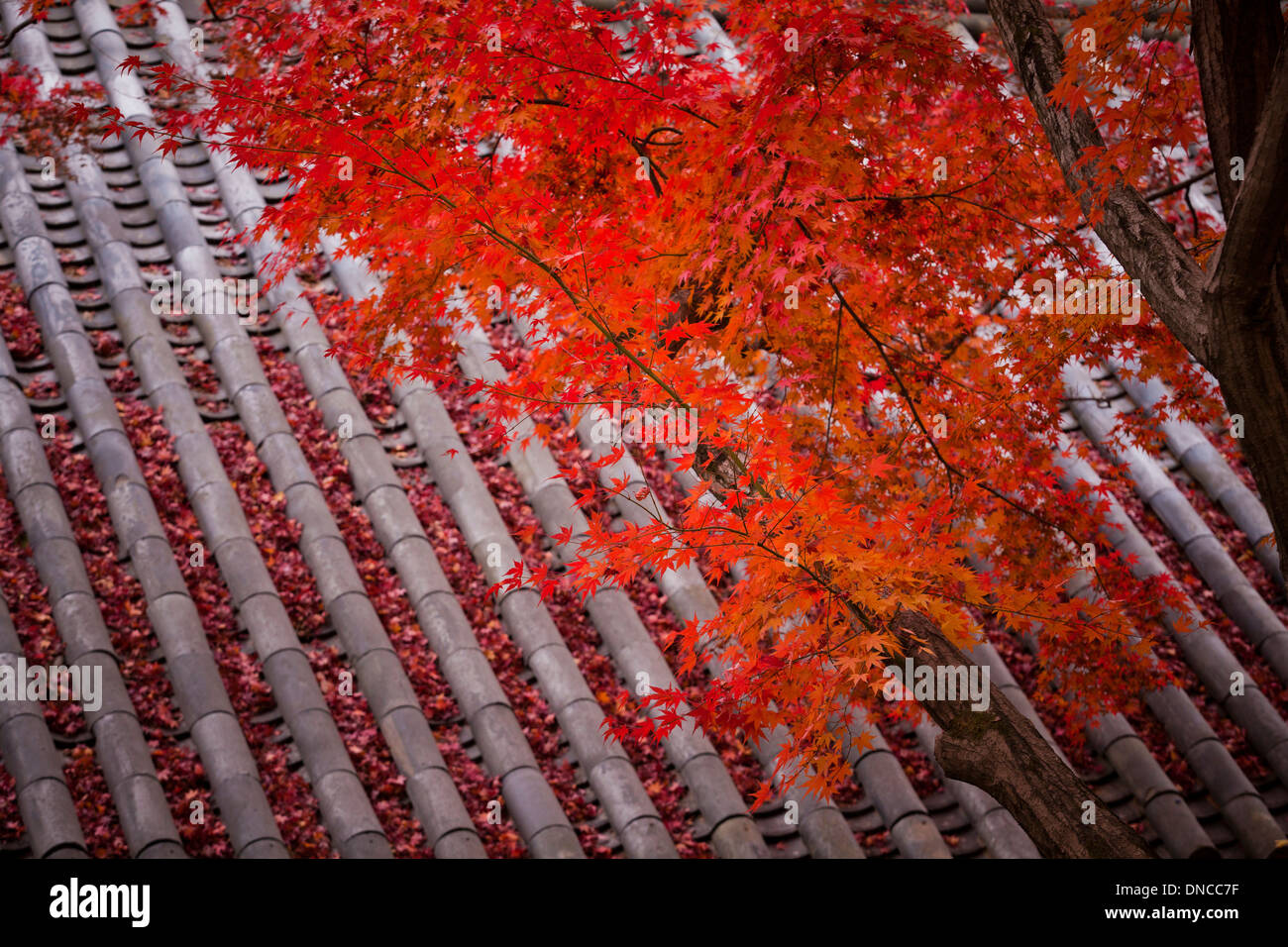 Fall color maple leaves in front of traditional Korean architecture (Hanok) - South Korea Stock Photo