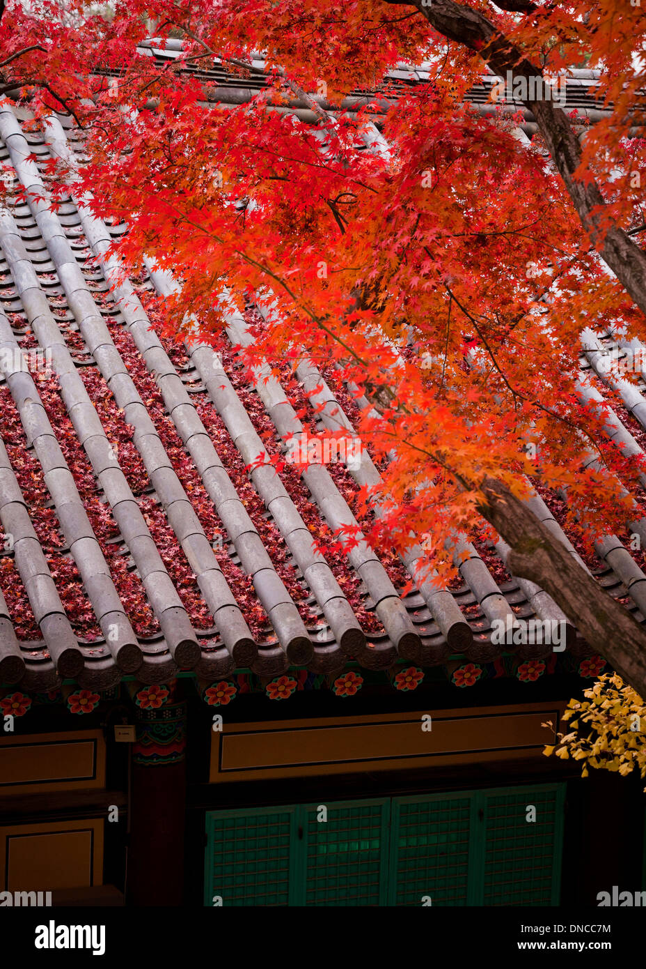 Fall color maple leaves in front of traditional Korean architecture (Hanok) - South Korea Stock Photo