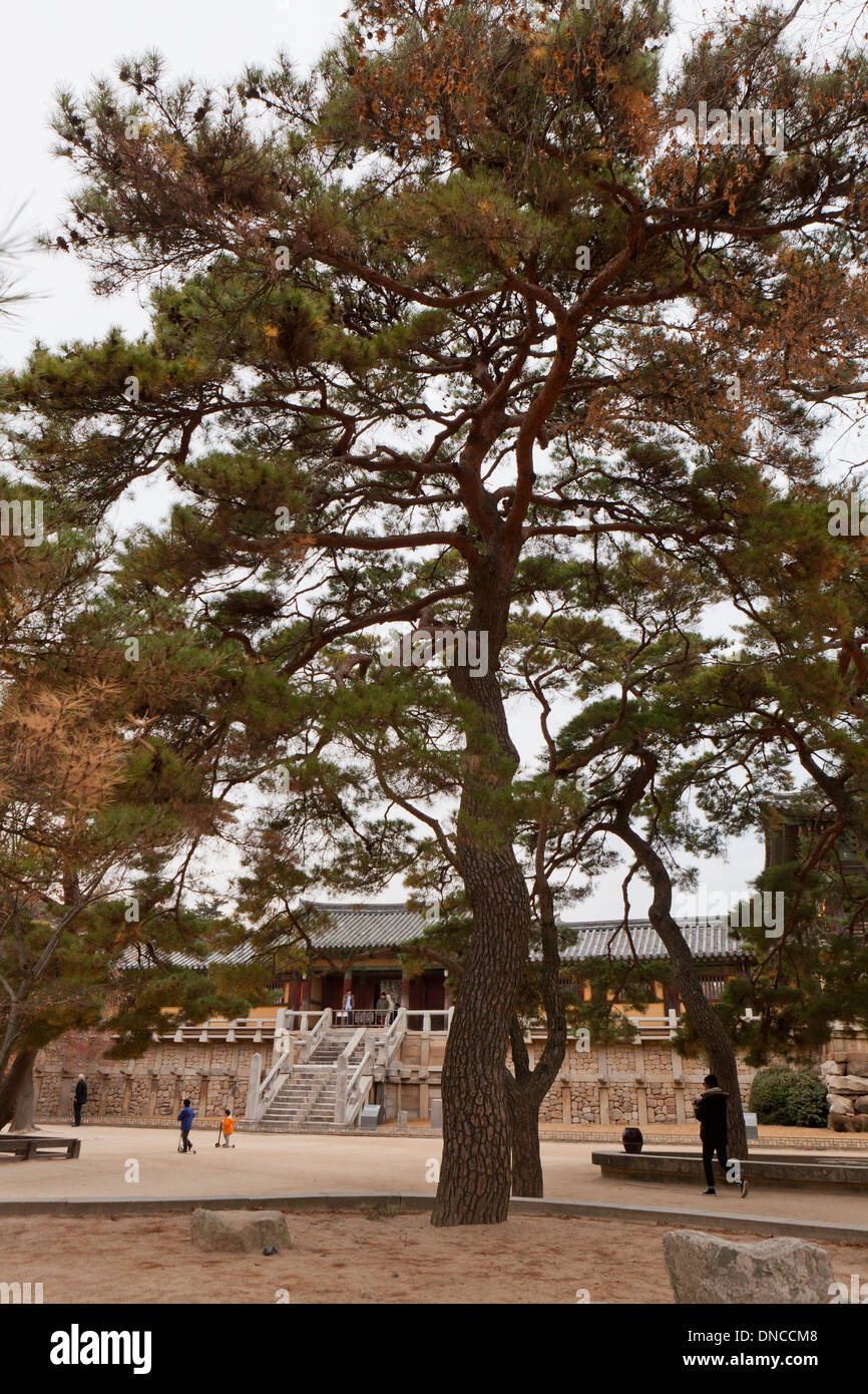Korean Pine trees (Pinus koraiensis) in front of Bulguksa temple, head temple of the Jogye Order of Korean Buddhism - Gyeongju South Korea Stock Photo