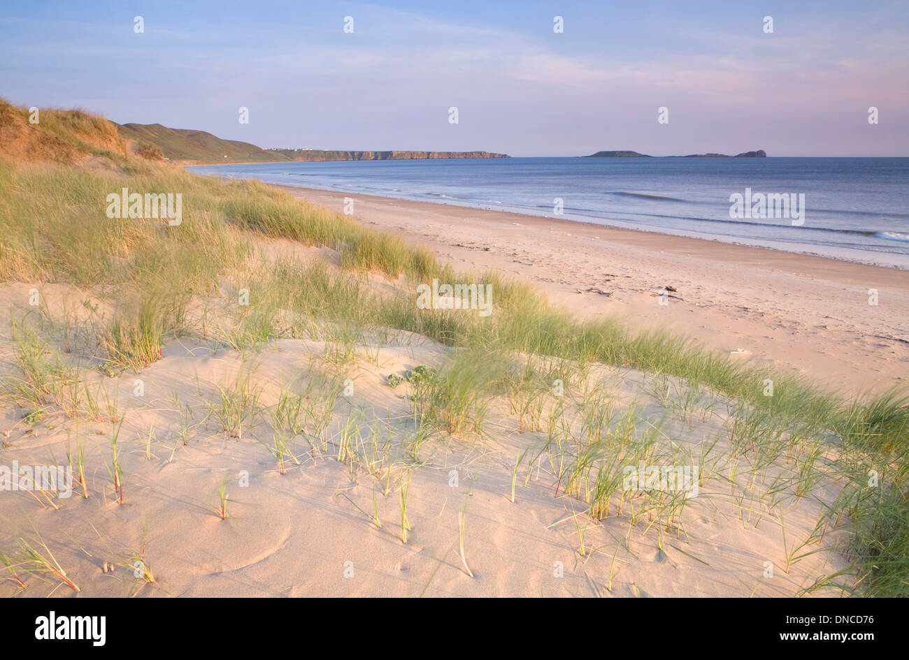 Sand dunes and Marram Grass on the beach at Rhossili Bay at sunset. The Worm's head can be seen in the distance. Stock Photo