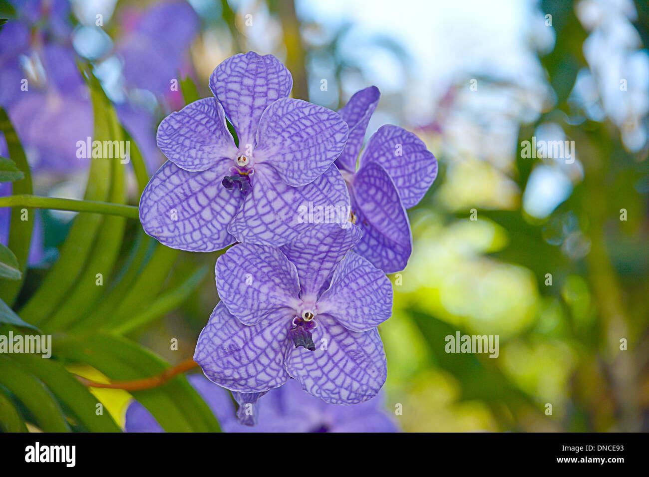 close up of vanda orchid Stock Photo