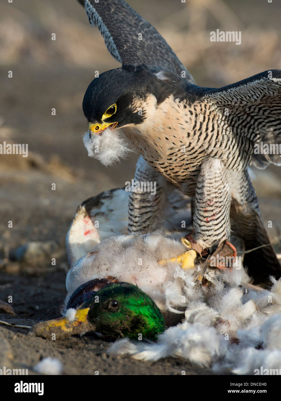 A Peregrine Falcon eating a duck it caught Stock Photo 64813756 Alamy