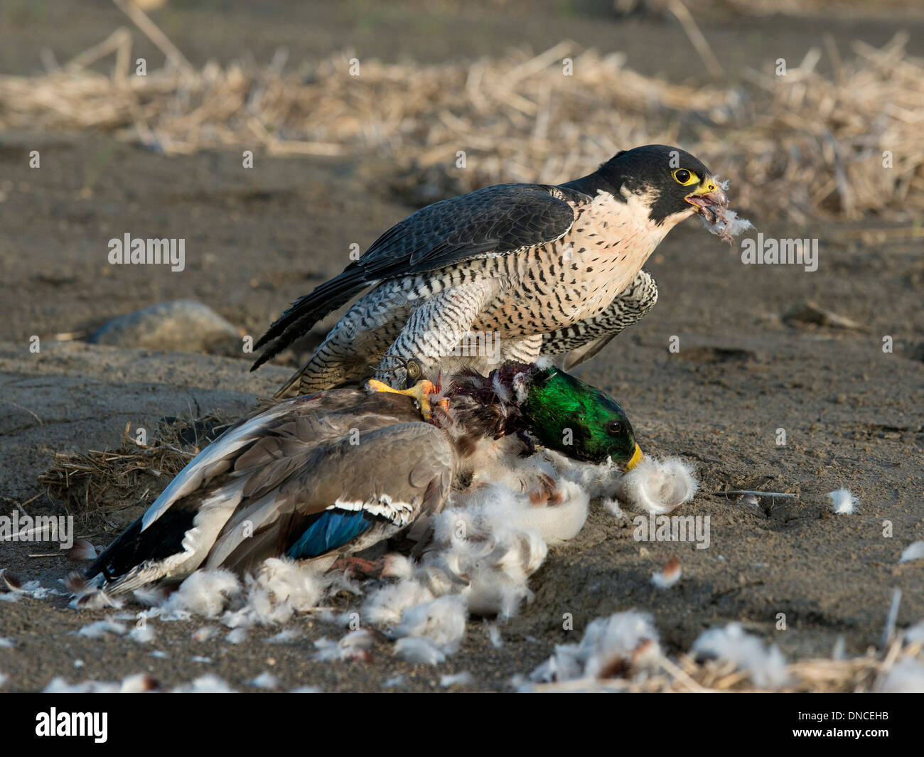 A Peregrine Falcon eating a duck it caught Stock Photo Alamy
