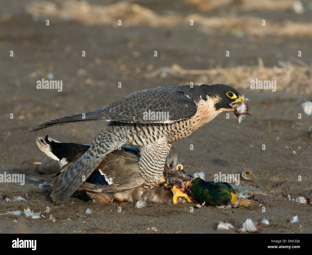 Hunting Peregrine Falcon Stock Photo Alamy