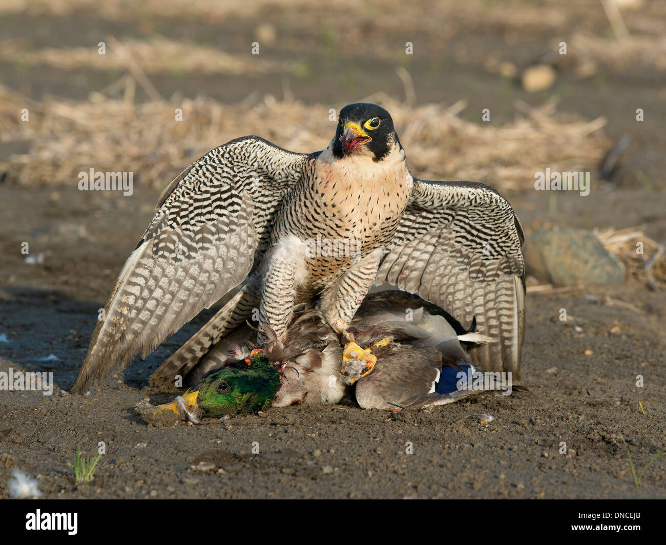 Falcon Hunting Falcon Hunting