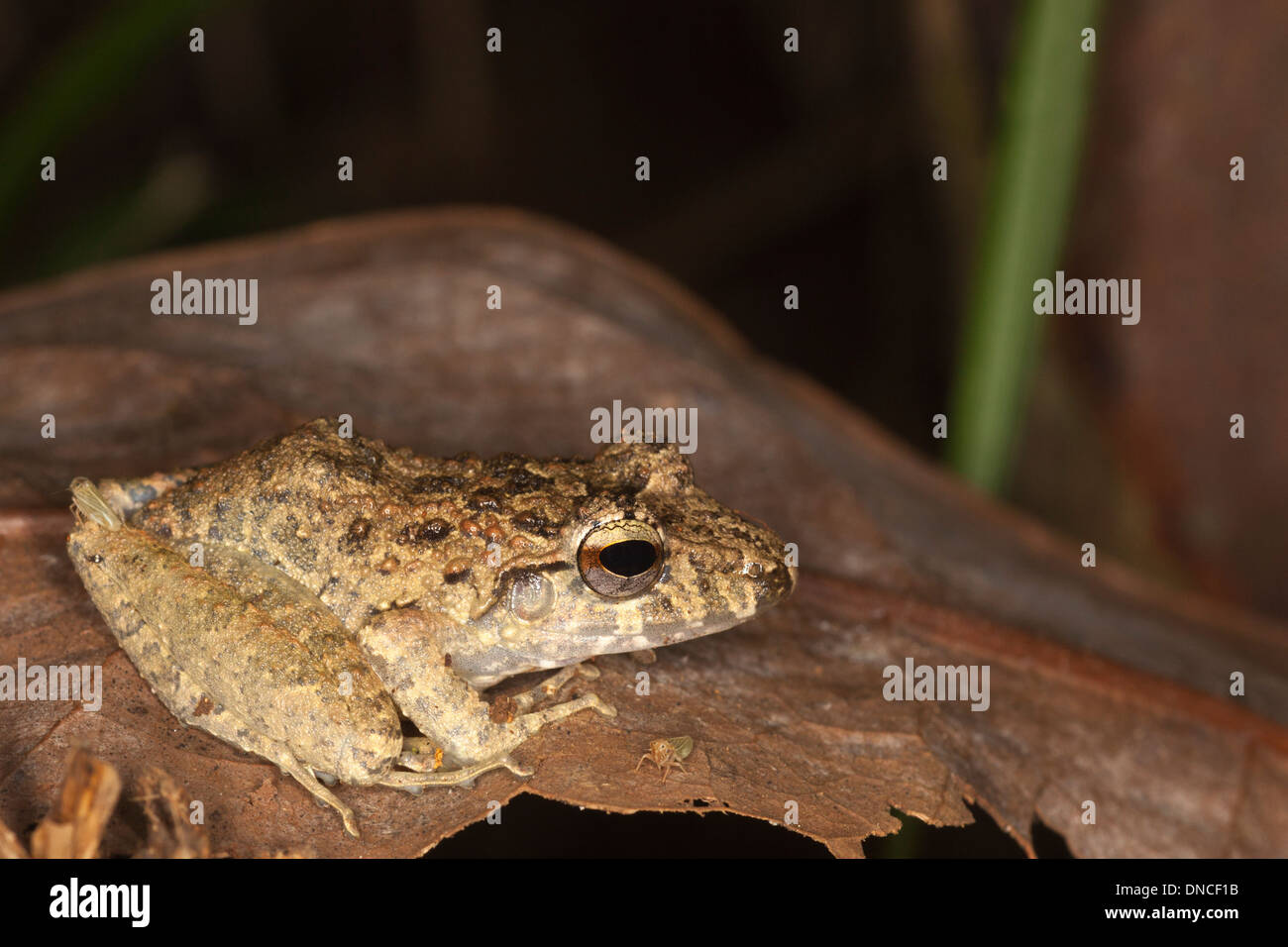 Fitzinger's Rain Frog (Craugastor fitzingeri) Stock Photo