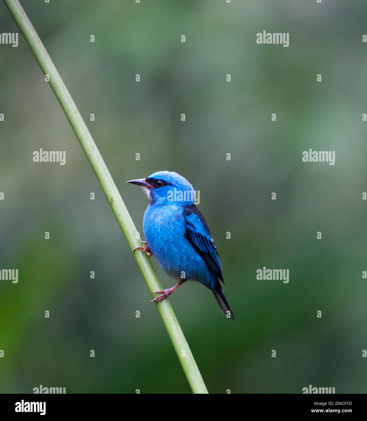 Blue Dacnis (Dacnis cayana) male bird perched on branch in Costa Rica. Also known as Turquoise Honeycreeper. Stock Photo