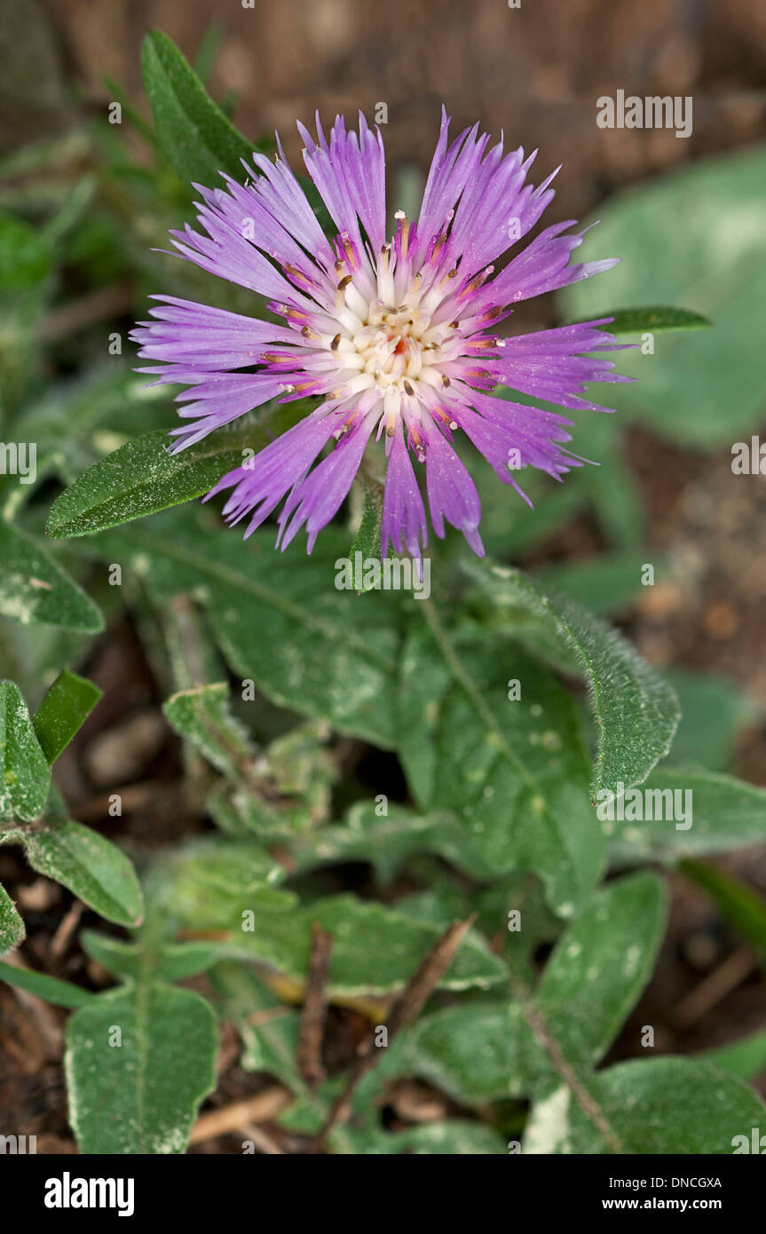 Centaury flower (Centaurea pullata) Stock Photo