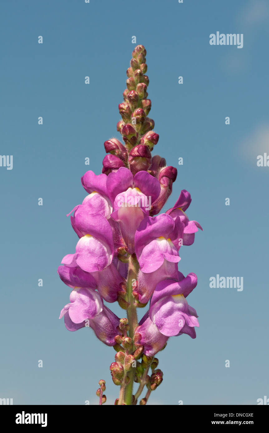 Blooming dragon flower Antirrhinum barrelieri, Region of Ronda, Andalusia, Spain Stock Photo