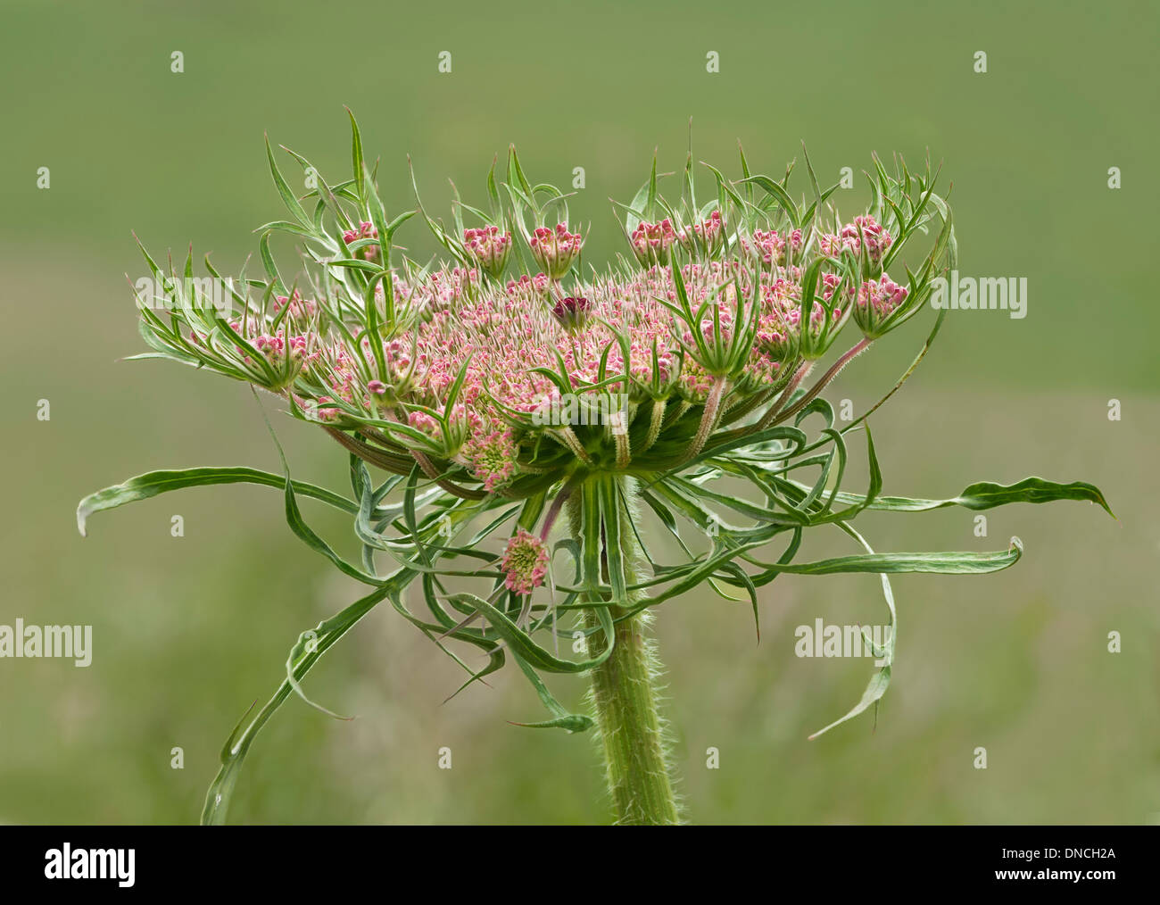 Flower umbel of Wild Carot (daucus carota) with a black contrasting flower in the centre Stock Photo